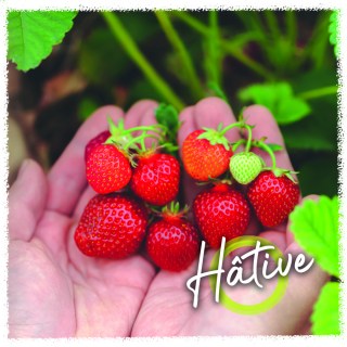 fraise Hative copie